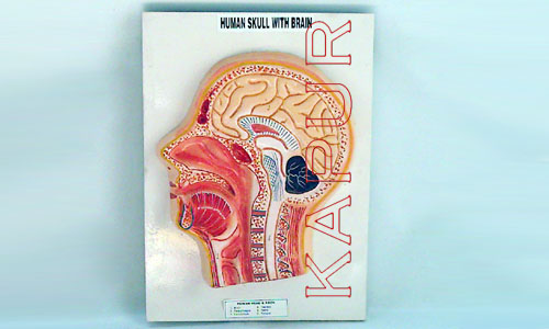 Human Skull With Brain