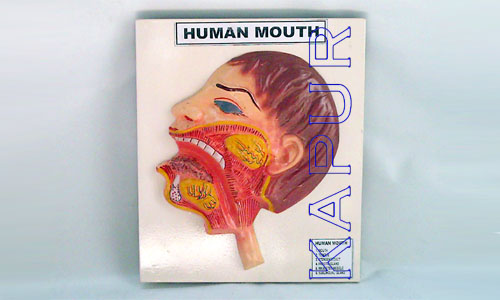 Human Mouth