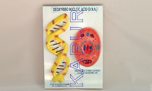 Deoxyribo Nucleic Acid (D.N.A)