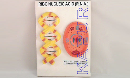 Ribonucleic Acid (R.N.A)