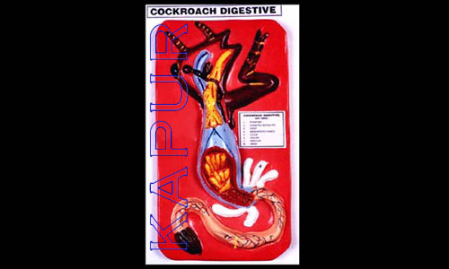 Cockroach Digestive