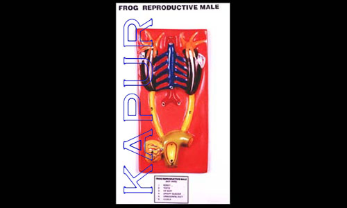 Frog Reproductive Male