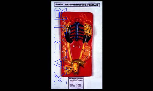 Frog Reproductive Female