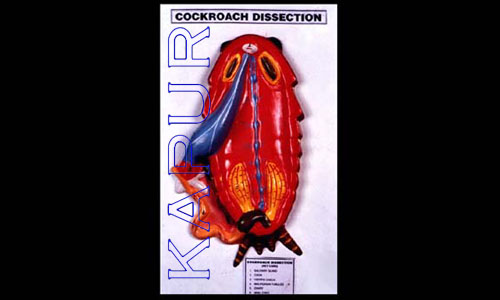 Cockroach Dissection