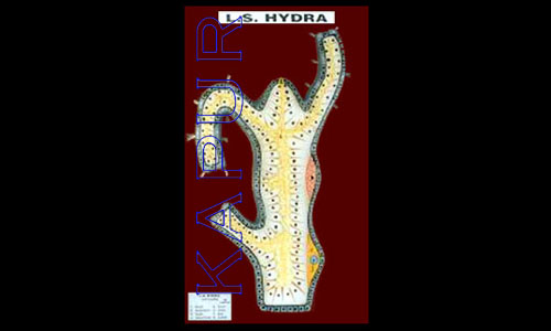 L.S Hydra