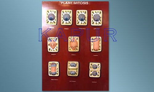 Plant Mitosis