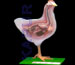 Hen Dissection Science Teaching Products Biology Lab Equipments