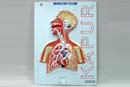 Respiratory System