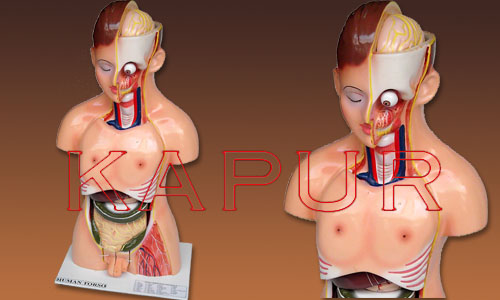 Human Torso Male