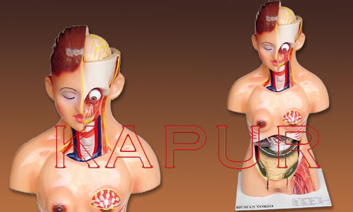 Human Torso Female
