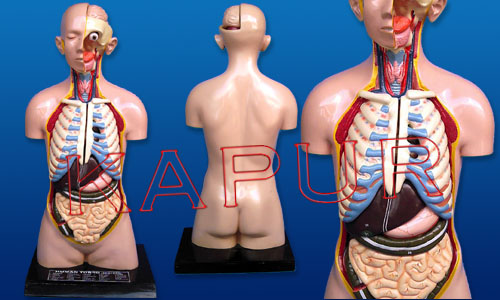 Human Torso