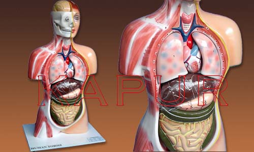 Human Torso Sexless