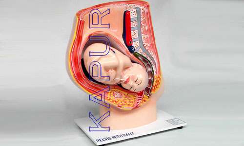 Female Pelvic With Baby