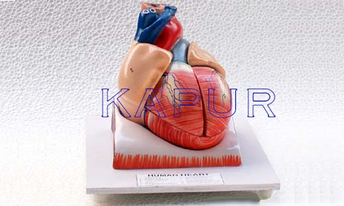 Human Heart