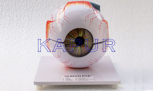 Human Eye