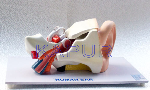 Human Ear