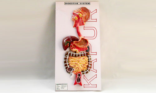 Digestive System