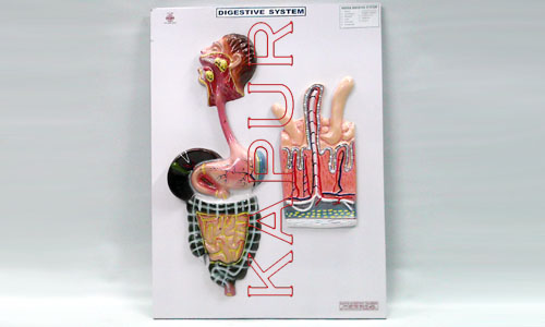 Digestive System