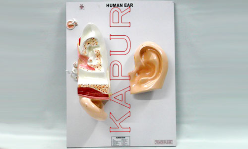 Human Ear