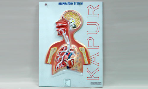 Respiratory System