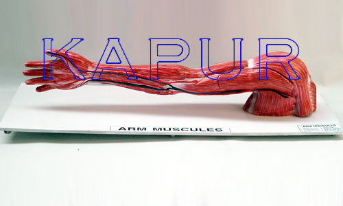 Arm Muscules