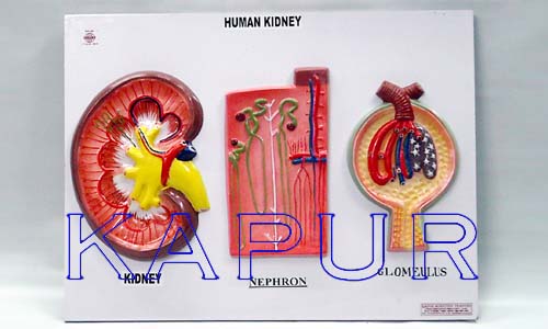 Human Kidneys