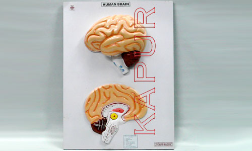 Human Brain
