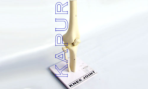 Knee Joint