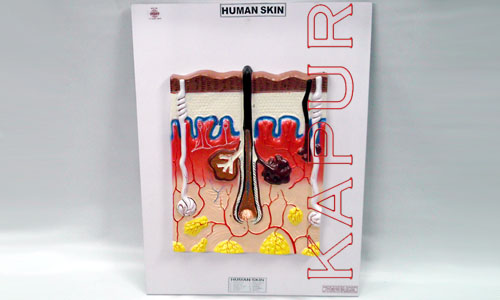 Human Skin