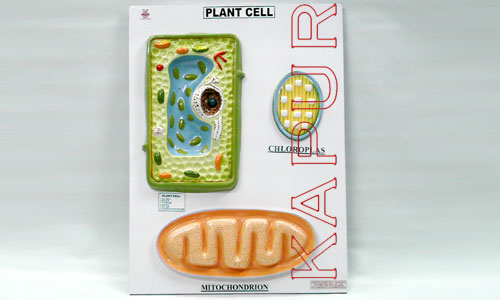 Plant Cell