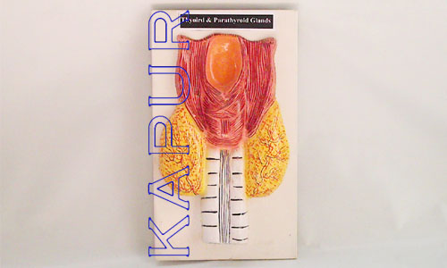 Thyoird & Parathyroid Glands