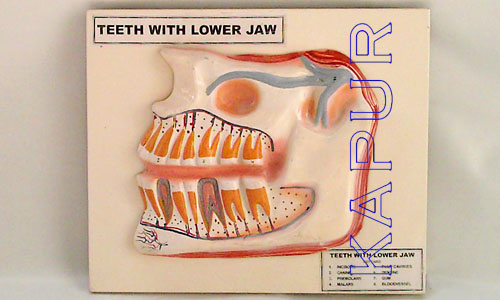 Teeth With Lowar Jaw