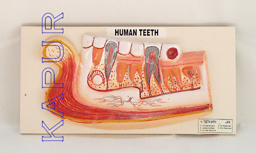 Human Teeth