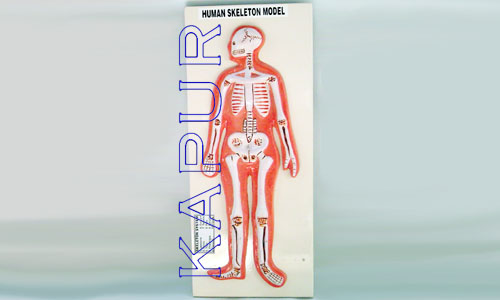 Human Skeleton Model