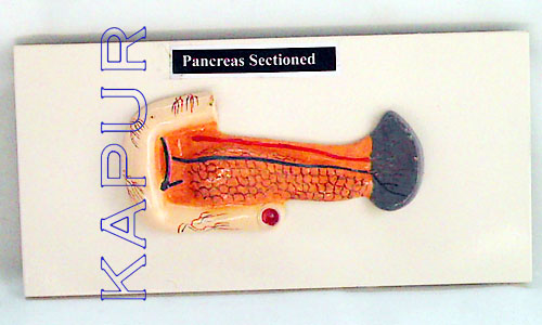 Pancreas Sectioned