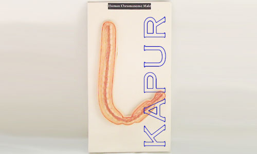 Human Chromosome Male