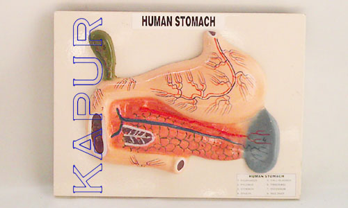 Human Stomach