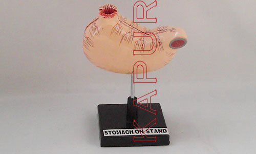 Stomach On Stand