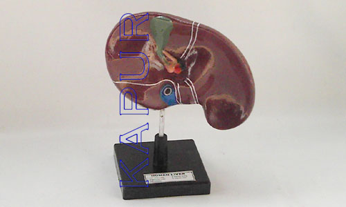 Human Liver