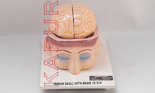 Human Skull With Brain