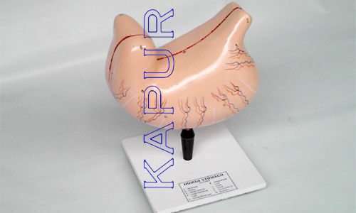 Human Stomach