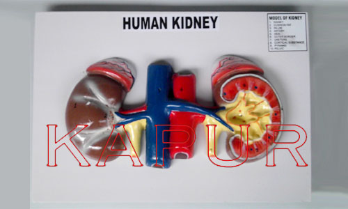 Human Kidney