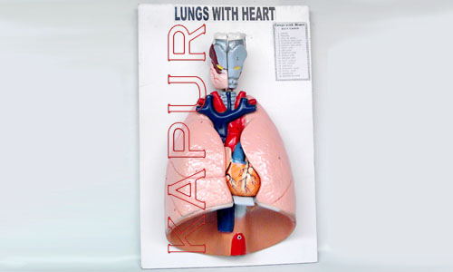 Lungs With Heart