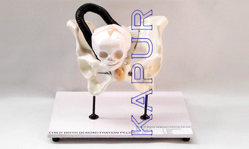 Child Birth Pelvis