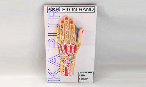 Skeleton Hand