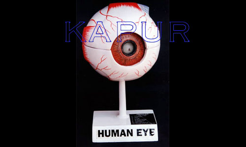 Human Eye