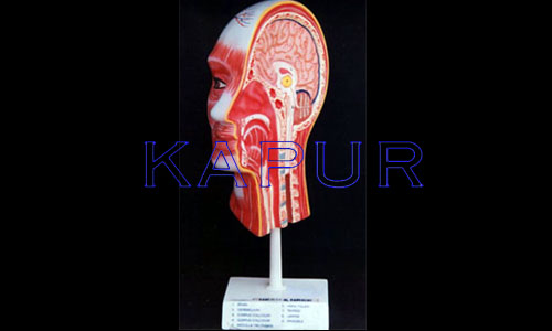 Human Head & Neck