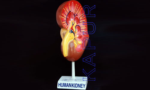 Human Kidney