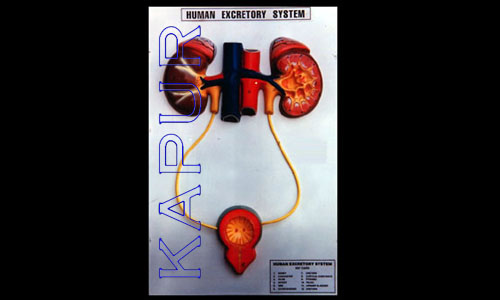 Human Excreatory System