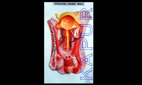 Urogential Organ Male